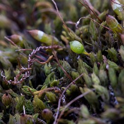 Drummondia prorepens (trailblazer moss)